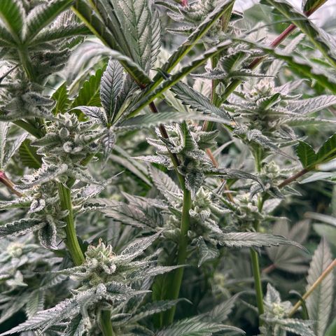 MiscxLAZ #29 C growlog timeline photo