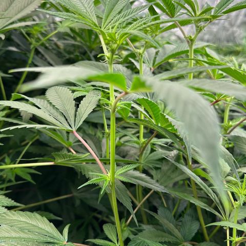 MiscxLAZ #26 C #1 47.15g growlog timeline photo