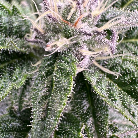 MiscxLAZ #22 C 42.33g growlog timeline photo