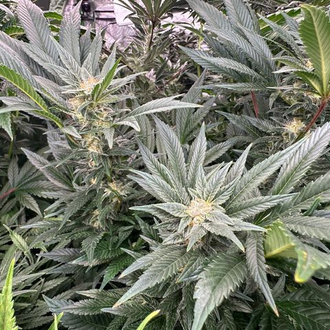 Fuel D.OG #2 Female 49.44g M growlog timeline photo