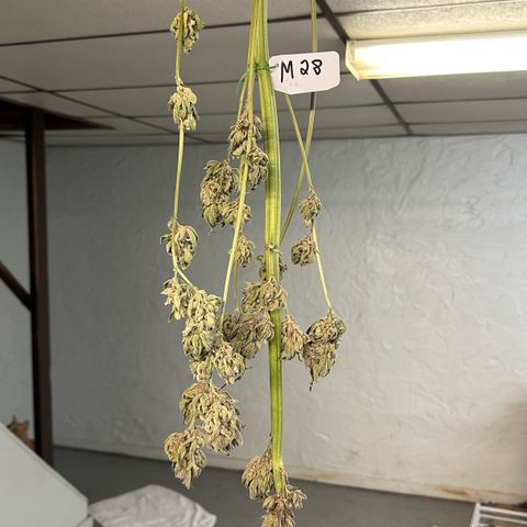 Misc x (LA Kush x Zkittles) #28 13.53g growlog photo: Moved to plastic bag