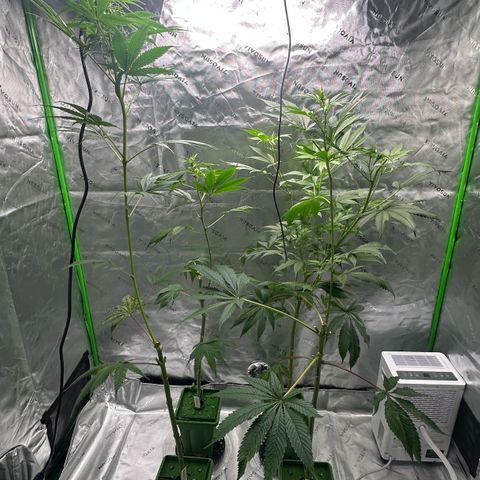 Shaman growlog timeline photo