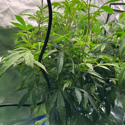 CxLAZ #15 C #1 growlog timeline photo