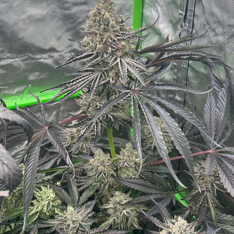 CxLAZ #16 50.72g growlog timeline photo