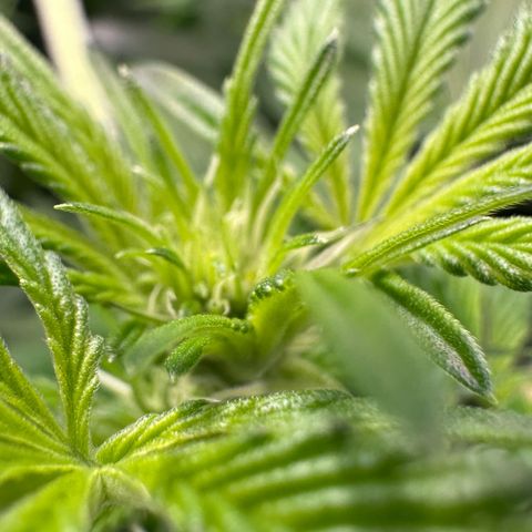 MiscxLAZ #37 C growlog timeline photo