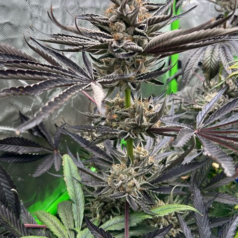 CxLAZ #11 50.28g growlog timeline photo