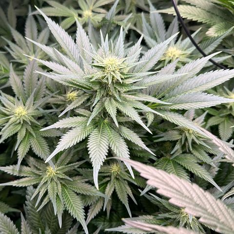 Fuel D.OG #1 Female 47.36g growlog timeline photo