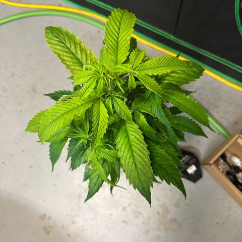 MiscxLAZ 5-4 34.63g growlog photo: Transplanted into 1 gal 
