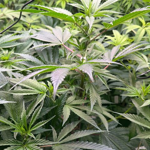 MiscxLAZ #29 C growlog timeline photo