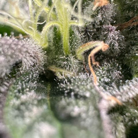 CxLAZ #03 C #1 58.58g growlog timeline photo