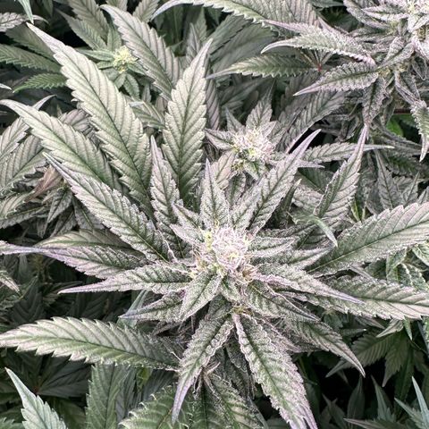 MiscxLAZ #22 C 42.33g growlog timeline photo