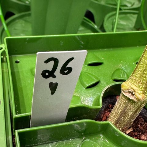 MiscxLAZ #26 C #1 47.15g growlog timeline photo