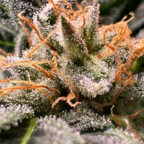 Fuel D.OG #2 Female 49.44g M growlog timeline photo