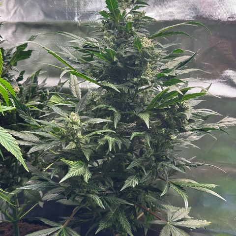 Auto Think Different  #1 growlog timeline photo