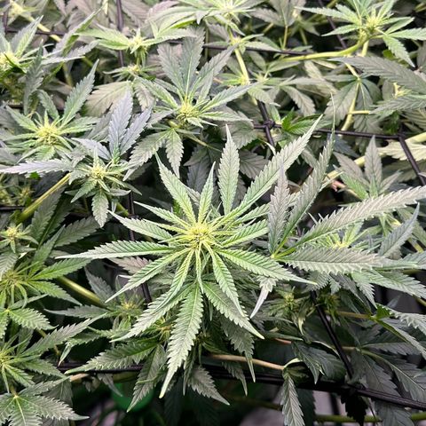 Fuel D.OG #1 Female 47.36g growlog timeline photo