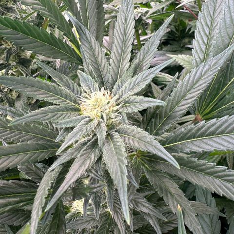 Fuel D.OG #2 Female 49.44g M growlog timeline photo