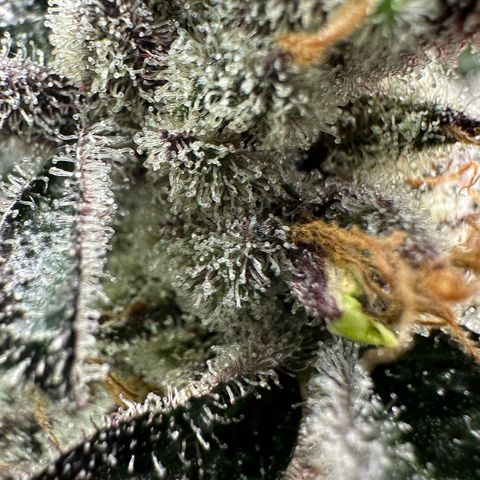 CxLAZ #03 45.52g growlog timeline photo