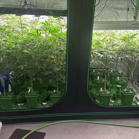 Fuel D.OG #1 Female 47.36g growlog timeline photo
