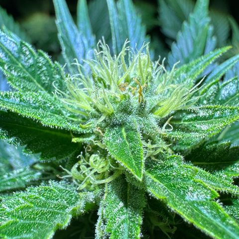 MiscxLAZ #29 C growlog timeline photo