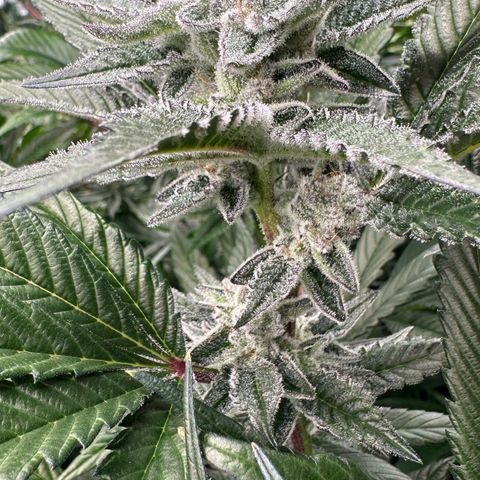 MiscxLAZ #29 C growlog timeline photo