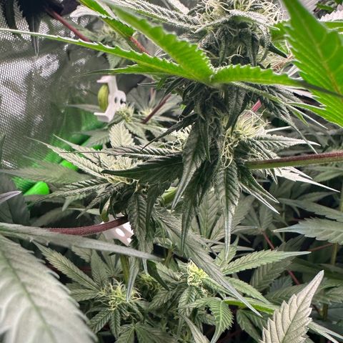 CxLAZ #03 C #1 58.58g growlog timeline photo