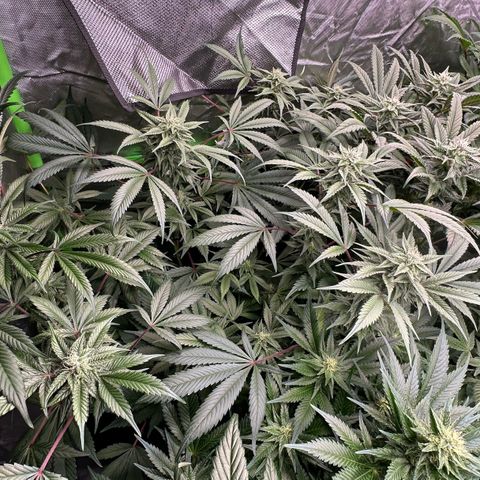 CxLAZ #03 C #1 58.58g growlog timeline photo