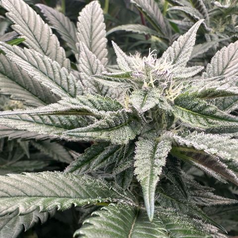 MiscxLAZ #22 C 42.33g growlog timeline photo