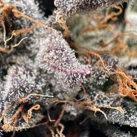 CxLAZ #11 50.28g growlog timeline photo