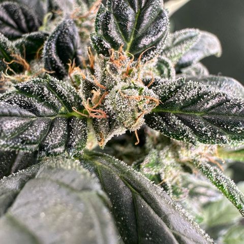 Auto Think Different  #3 growlog timeline photo