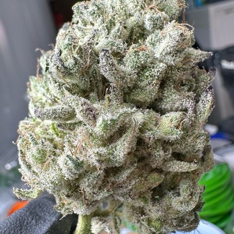CxLAZ #24 37.13g growlog photo: Seeded bud