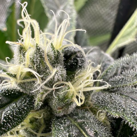 MiscxLAZ #08 C #1 growlog timeline photo