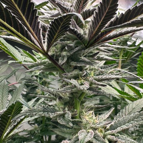 MiscxLAZ #22 C 42.33g growlog timeline photo