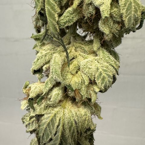 CxLAZ #06 growlog photo: Moved to plastic bag