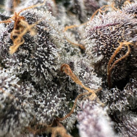 Misc x (LA Kush x Zkittles) #34 15.68g growlog timeline photo