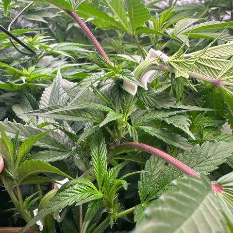 MiscxLAZ #29 C growlog photo: Bent top again