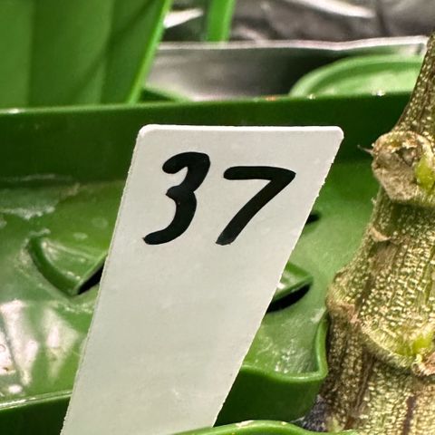 MiscxLAZ #37 C growlog timeline photo