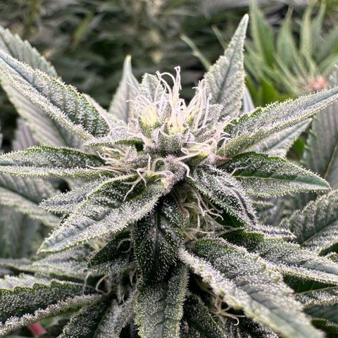 MiscxLAZ #26 C #1 47.15g growlog timeline photo