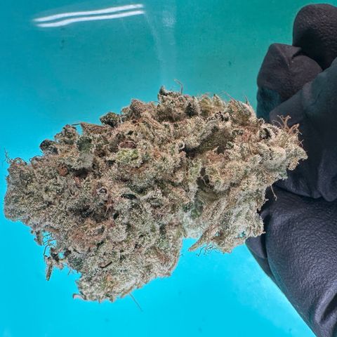 CxLAZ #15 52g growlog photo: Seeded bud