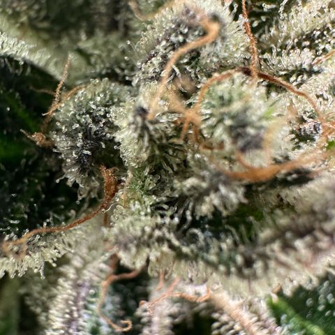 Misc x (LA Kush x Zkittles) #28 13.53g growlog timeline photo