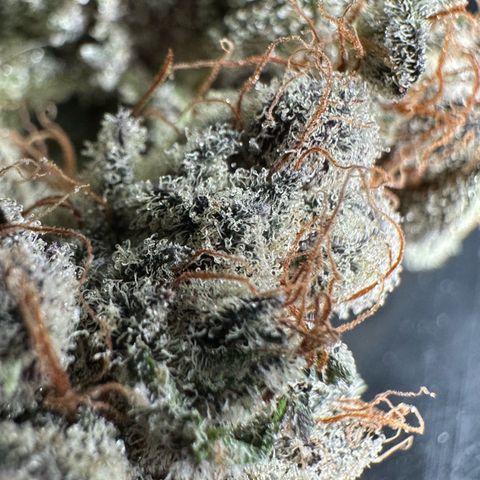 Misc x (LA Kush x Zkittles) #34 15.68g growlog timeline photo