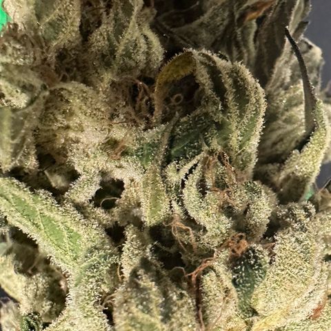 CxLAZ #15 52g growlog photo: Moved to plastic bag
