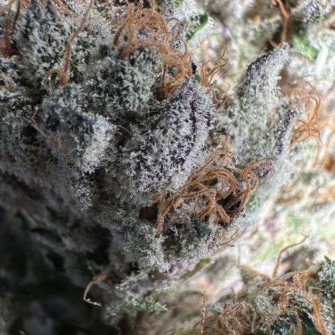 CxLAZ #31 58.75g growlog photo: Trimmed and moved to jar