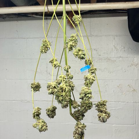 Misc x (LA Kush x Zkittles) #08 growlog photo: Moved to plastic bag