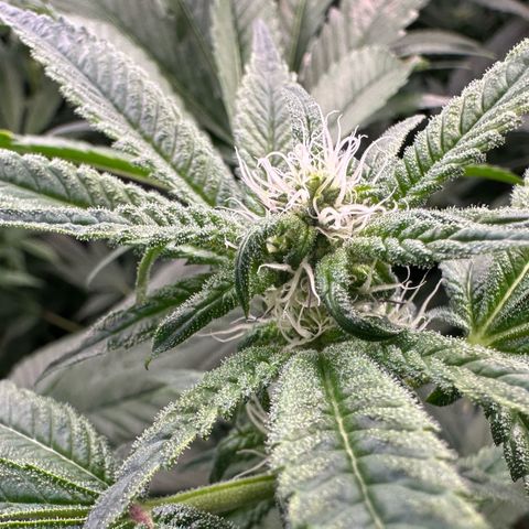 CxLAZ #31 C growlog timeline photo