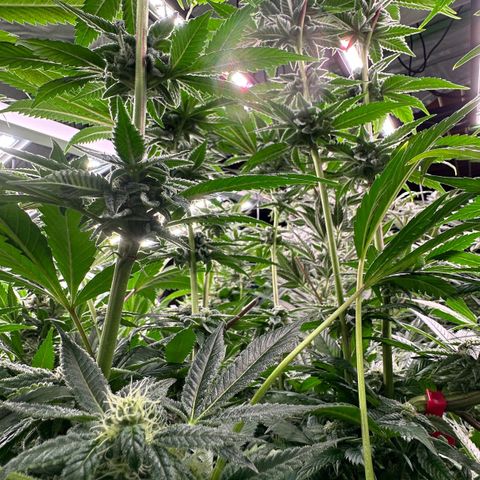 MiscxLAZ 5-4 34.63g growlog timeline photo