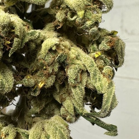Misc x (LA Kush x Zkittles) #08 growlog photo: Moved to plastic bag