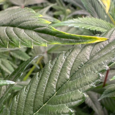 MiscxLAZ #37 C growlog photo: Possible nute burn