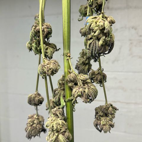 Misc x (LA Kush x Zkittles) #27 33.12g growlog photo: Moved to plastic bag