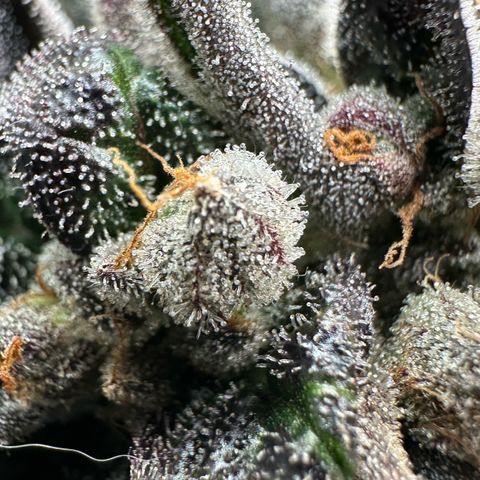 Misc x (LA Kush x Zkittles) #33 19.08g growlog timeline photo