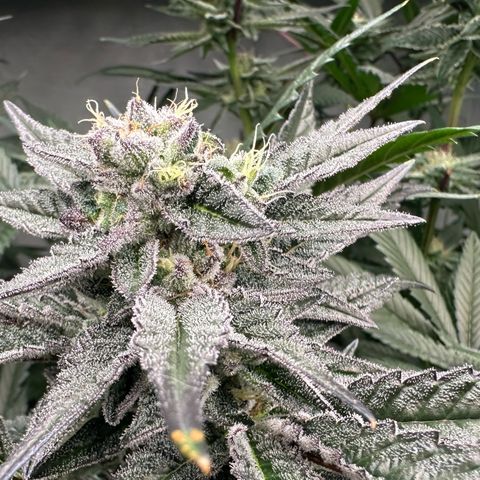 MiscxLAZ #22 C 42.33g growlog timeline photo